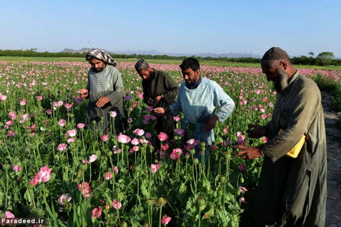 افزایش کشت خشخاش در ولایت‌های قندهار و هلمند ـ مجله‌ی اورال